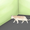 Feststellen, ob ihre katze blind ist