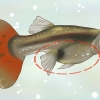 Finden sie heraus, ob ihr guppy schwanger ist