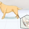 Hilfe für hunde bei gelenkproblemen und steifheit