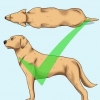 Helfen sie ihrem hund beim abnehmen