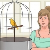 Trainiere deinen kanarienvogel