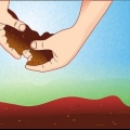 Vorbereitung des bodens für tomatenpflanzen