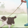 Ausbildung eines border-collie-welpen