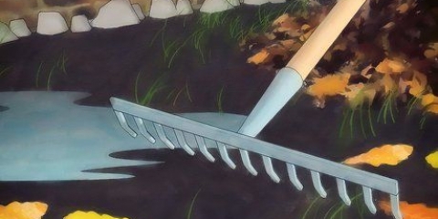 Werde wolfsspinnen los